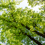 Hvad er helårsallergi – og hvordan kan jeg behandle det?