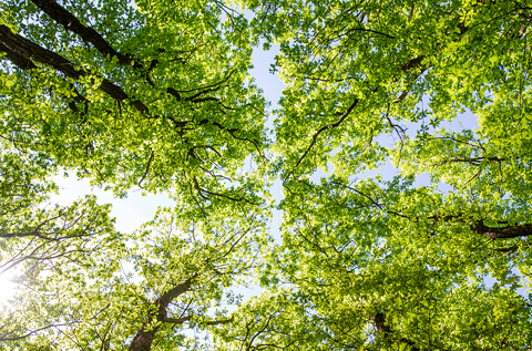 Hvad er helårsallergi – og hvordan kan jeg behandle det? 