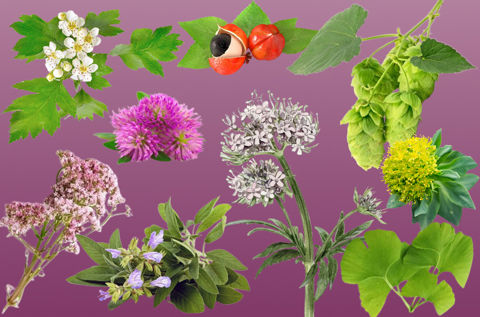 Læs om vores ingredienser