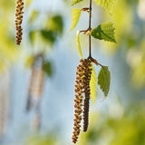 Forkølelse eller allergi – hvordan kender jeg forskel?