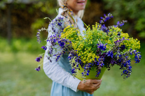 Klimaforandringerne har indflydelse på pollensæsonen 